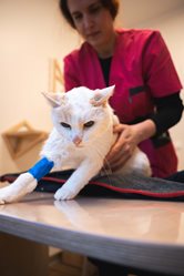 Prise De Sang Pour Chat Clinique V t rinaire Pour Chats Paris 15 me Prise De Sang Pour Chat Clinique V t rinaire Pour Chats Paris 15 me
